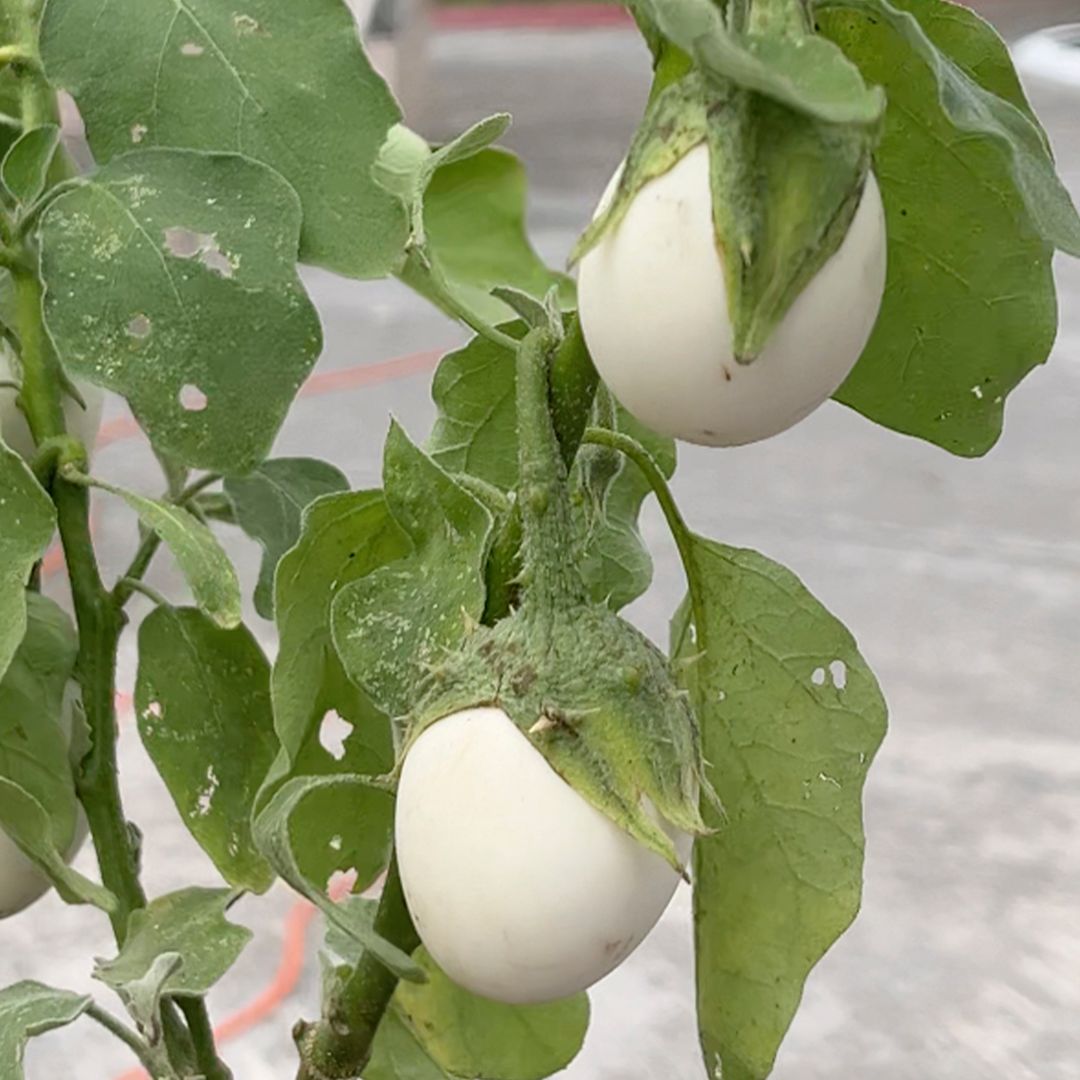Planta del Huevo: ¿Para Qué Sirve y Qué Se Sabe de Sus Frutos?
